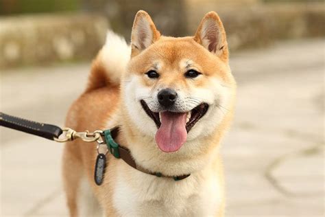 The website proclaims many doggie wars have been waged over precious treasure and delicious goodies. here are some other articles that you may be interested in Shiba Inu