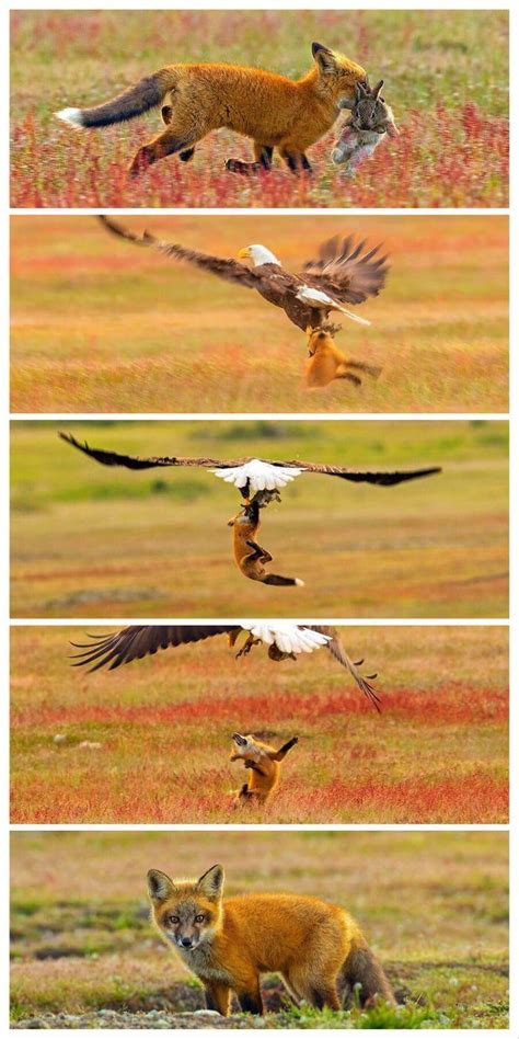 Bald Eagle And Red Fox Fighting Over A Rabbit That The Fox Caught Fox