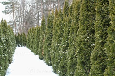 Big Decorative Green Hedge Of Thuja Trees On Backyard At Winter Time