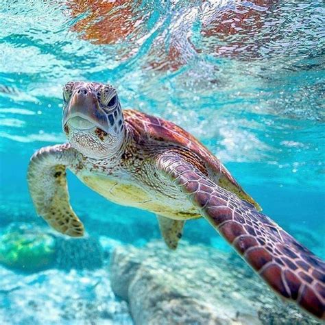 soooo beautiful 💚💚💙💚 found this loving turtle photo while browsing sea turtles photography