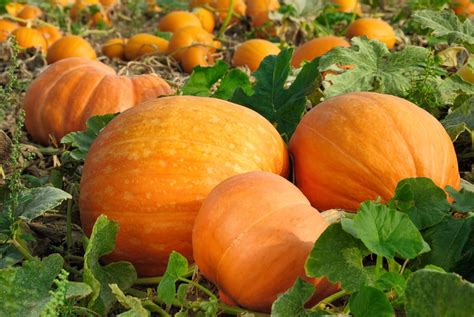 Harvest Pumpkins And Squash The English Garden
