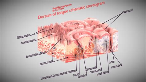 Dorsum Of Tongue Schematic Stereogram Buy Royalty Free 3d Model By