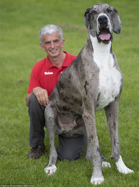 Seven Foot Great Dane Could Be Crowned Worlds Tallest Dog Daily Mail