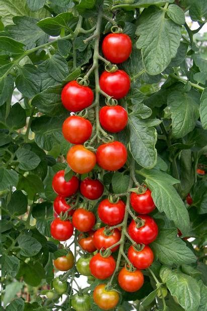 Tomato Shirley F1 Vegetable Seeds Unwins Jacksons Nurseries