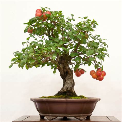 You may be hesitant to buy bonsai trees online, but our selection will change your mind. REBS 28th Annual Show - Dupuich | Bonsai fruit tree ...