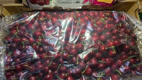 Press Release Fresh Chilean Cherries Arrive On Tmall For Double 11