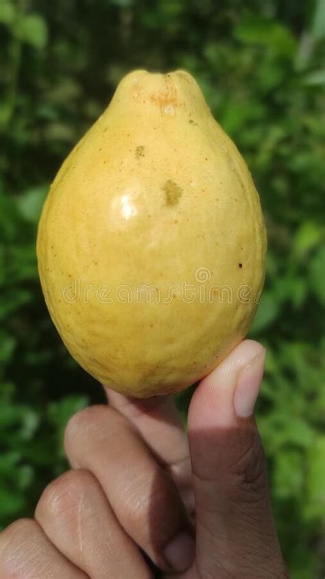 Ripe Guava Fruit Is Yellow Stock Image Image Of Produce 250453185