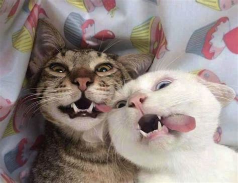 30 Happy Smiling Cats For Happy Cat Month Picture Gallery
