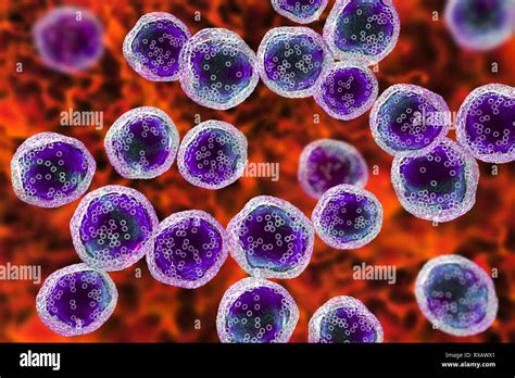 Les Cellules De Lymphome De Burkitt Illustration Photo Stock Alamy