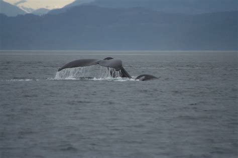 Humpback Whales In Bc Grizzly Bear Tours And Whale Watching Knight Inlet