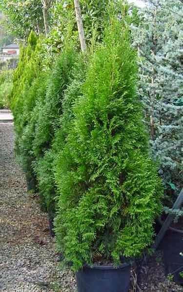 Pyramidal Emerald Cedar 5ft 75 Hedges Plants Planters