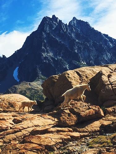 Mountain Goats At Lake Ingalls Stephanie Meshke Flickr