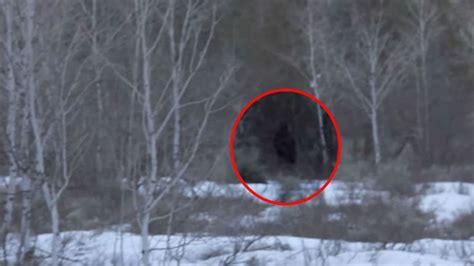See It Did A Photographer Catch Bigfoot On Camera