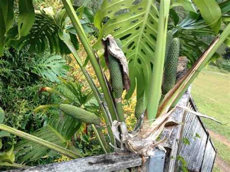 An ordinary citrus tree with grafts from other fruit bearing citrus trees on it. Daleys Fruit Tree Blog: Monsterio Tree or fruit salad tree