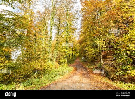 Autumn Forests Scene With Country Road Stock Photo Alamy