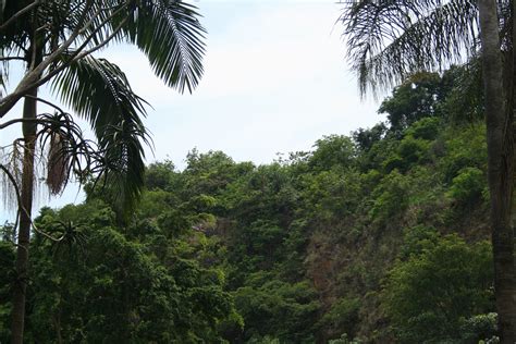 Cliff With Subtropical Vegetation Free Stock Photo Public Domain Pictures
