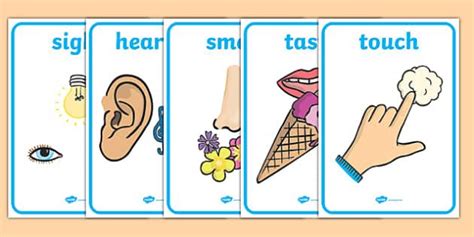 Hearing Clipart Five Senses Hearing Five Senses Transparent Free For