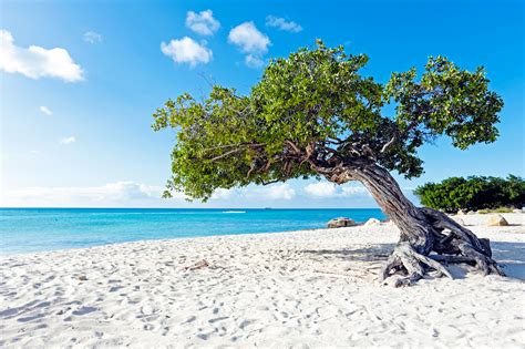 Divi Divi Boom Tree At The Sunny Beach In Aruba Beach Wallpapers