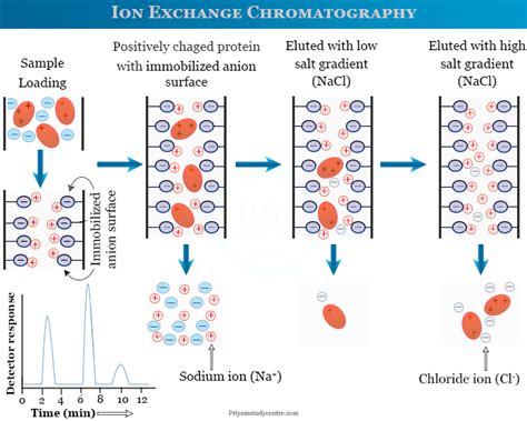 What Is Ion Exchange Chromatography Design Talk