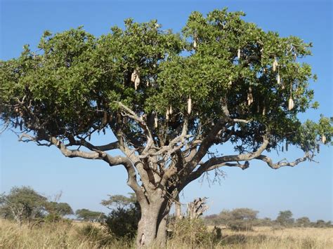 Serengeti Park Sausage Tree 120 Photo
