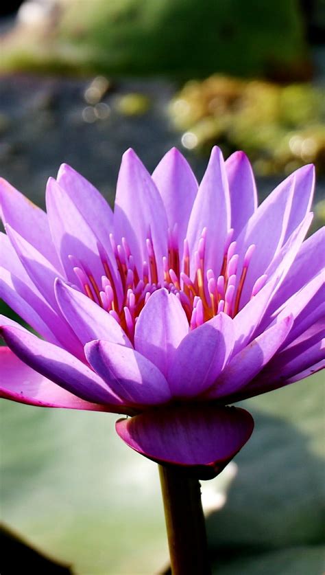Closeup Of Blooming Water Lily Flower · Free Stock Photo