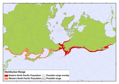 North Pacific Gray Whale Range Wide Review Begins