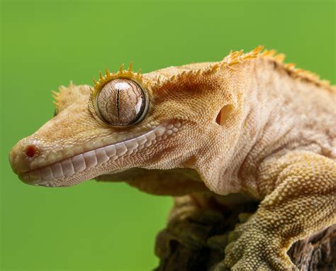 Crested Gecko Care Sheet Vivariums Feeding Heating And More Keeping