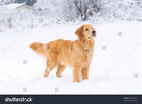 A Beautiful Golden Retriever Dog Playing Outside In White