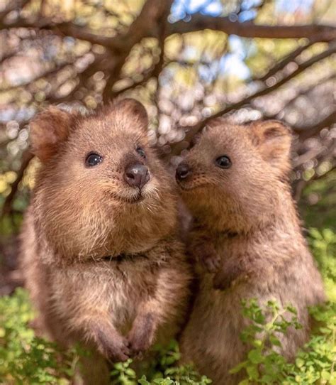Facts You Might Not Know About Quokkas In 2020 Quokka Animal Cute