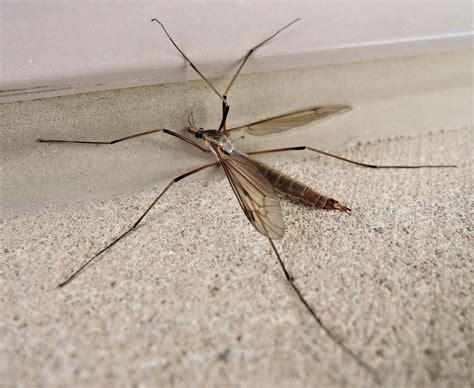Pictures Of Insects That Look Like Mosquitoes Peepsburghcom