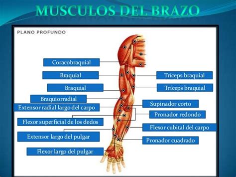Musculos Del Brazo