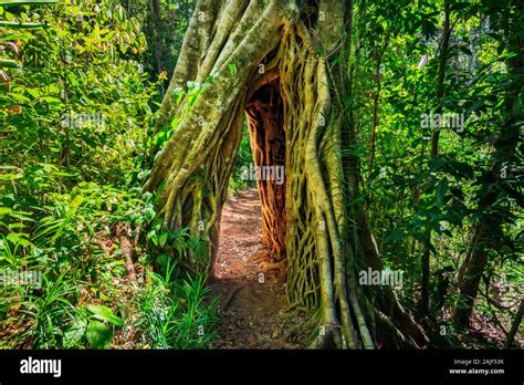 Eungella Tree Arch Hi Res Stock Photography And Images Alamy