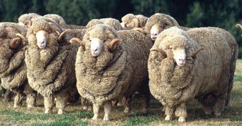 10 Incredible Sheep Facts A Z Animals