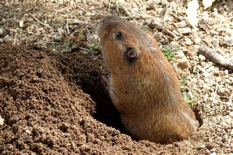 11 Animals That Will Dig Holes In Your Yard Pictures Wildlife Informer