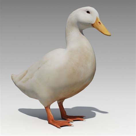 3d Asset Duck Animated Cgtrader