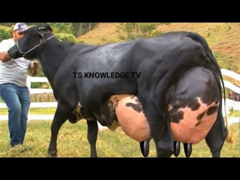 World Record Highest Milking Kg Day Milk Girlando Cow Breed Youtube