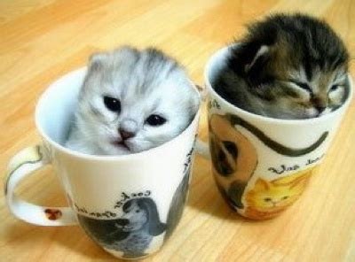 Teacup dog breeds are the smallest of the small. Top 10 Unusual Cat Breeds - Listverse