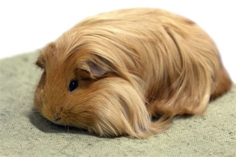 Guinea Pig Breeds Colors And Patterns With Pictures The Pet Savvy