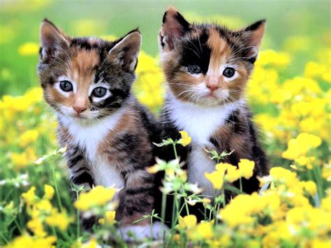 Two Kittens In Flower Field Hd Wallpaper Background