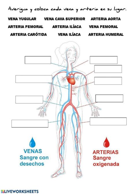 Sistema Circulatorio Y Sus Partes Dibujo