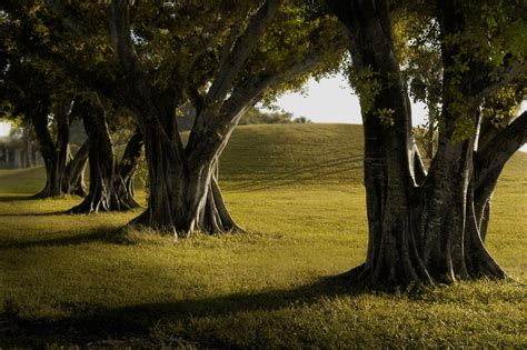 Trees Lines Grass Green Nature Landscape Photography