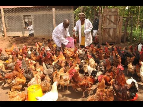 Government Of Kenya Partners With World Bank To Upgrade Poultry Farming