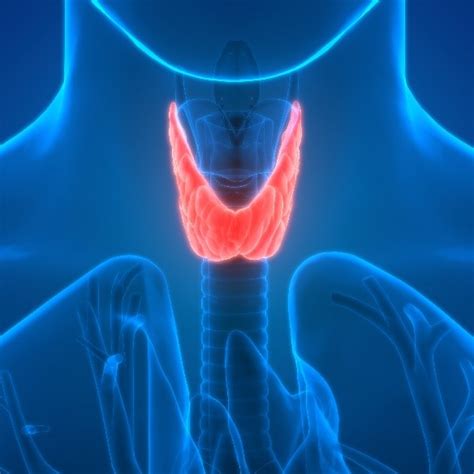 Lifenet Health Lifesciences Thyroid