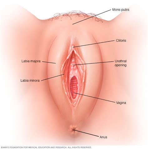 Vulvodynia Disease Reference Guide