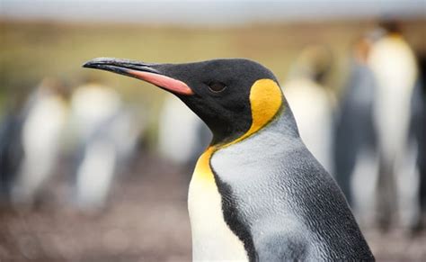 Worlds Largest King Penguin Colony Has Declined By Almost 90 Percent