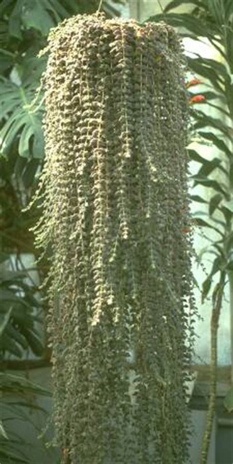 Prodotti luce del pendente popolari: Columnea - Gesneriaceae - Come curare e coltivare le ...