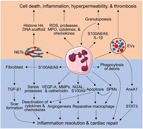 Cells Free Full Text Role Of Neutrophils In Cardiac Injury And