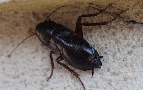 Oriental Cockroach Identification In Las Vegas Nv And Dallas Tx Evolve Pest Control