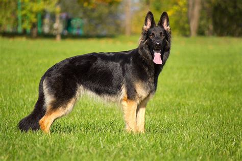 German Shepherds Everything You Need To Know About The Breed