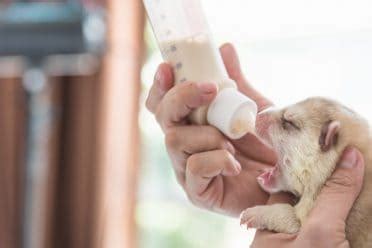 Newborn puppies nurse approximately every two hours. How Much/Often/Long to Feed a Newborn Puppy? - Animalso